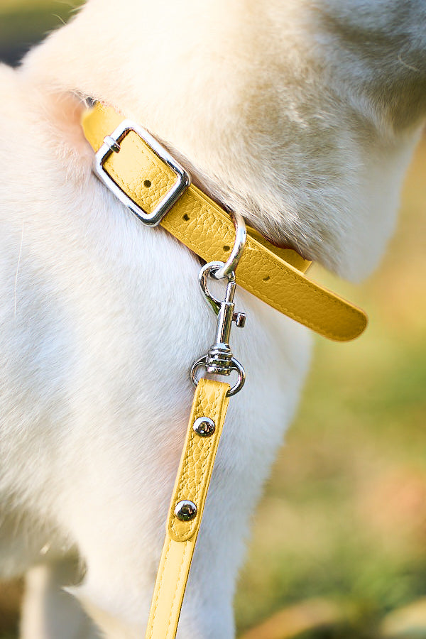 Cooper Collar