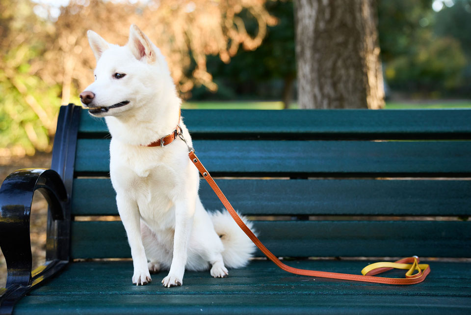 Cooper Leash