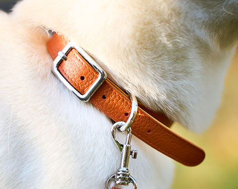 Cooper Collar