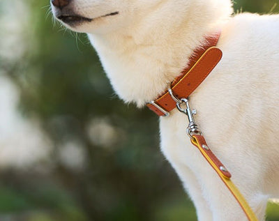 Cooper Collar